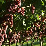Agriturismo Al Maniero Farm stay *