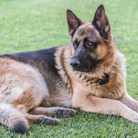 Al Maniero Feriegård