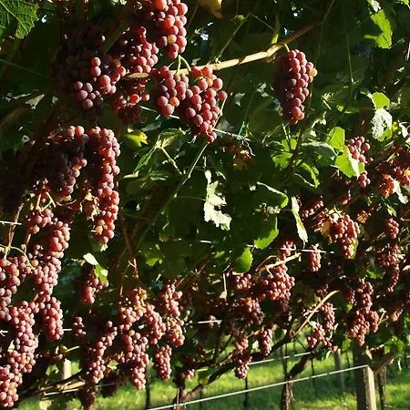 Al Maniero Alloggio per agriturismo *