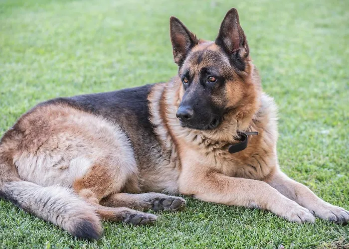 阿尔曼尼埃罗农家乐 农家乐